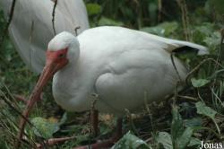 Vogelpark Walsrode