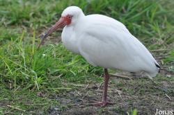 Eudocimus albus