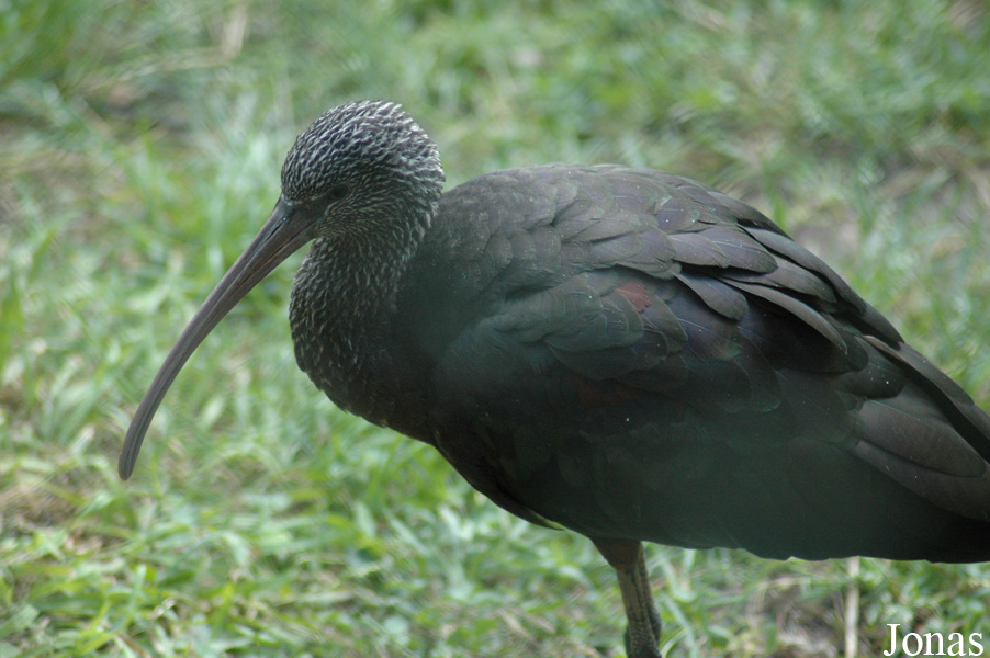 Vogelpark Walsrode