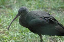 Vogelpark Walsrode
