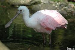 Vogelpark Walsrode