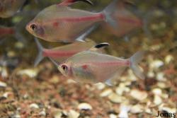 Hyphessobrycon erythrostigma