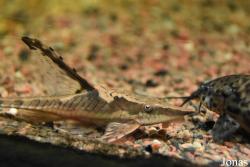 Sturisoma aureum