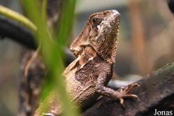Corytophanes cristatus
