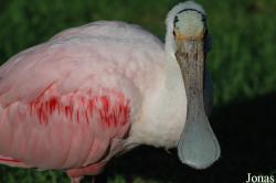 Vogelpark Walsrode