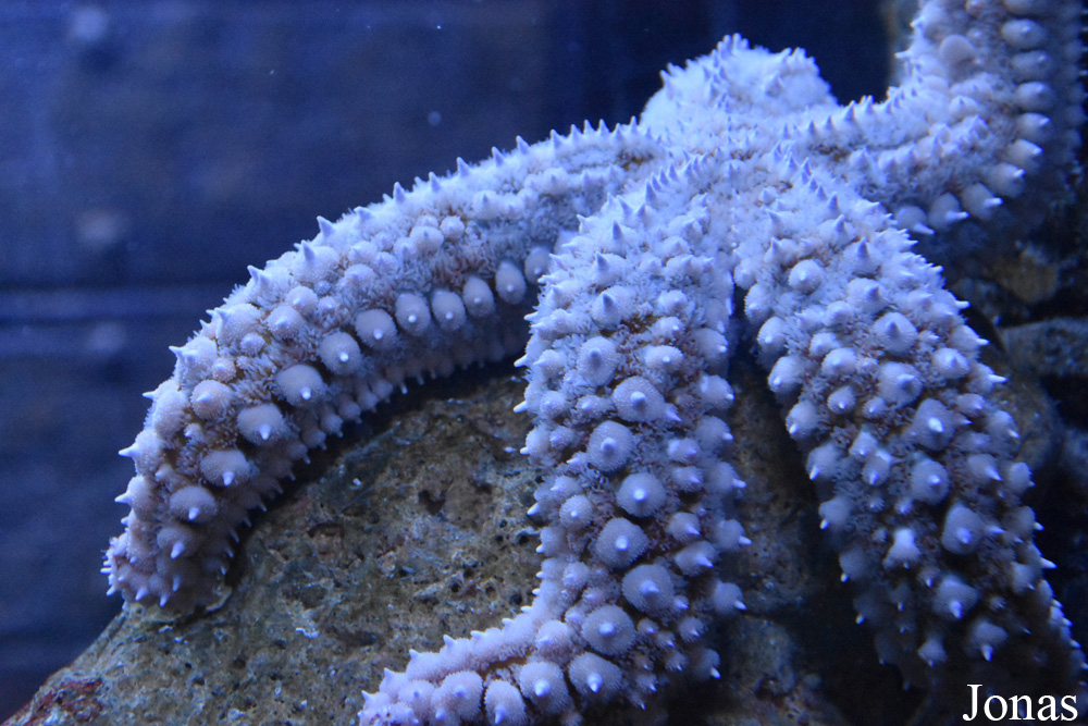 Sea Life Benalmádena