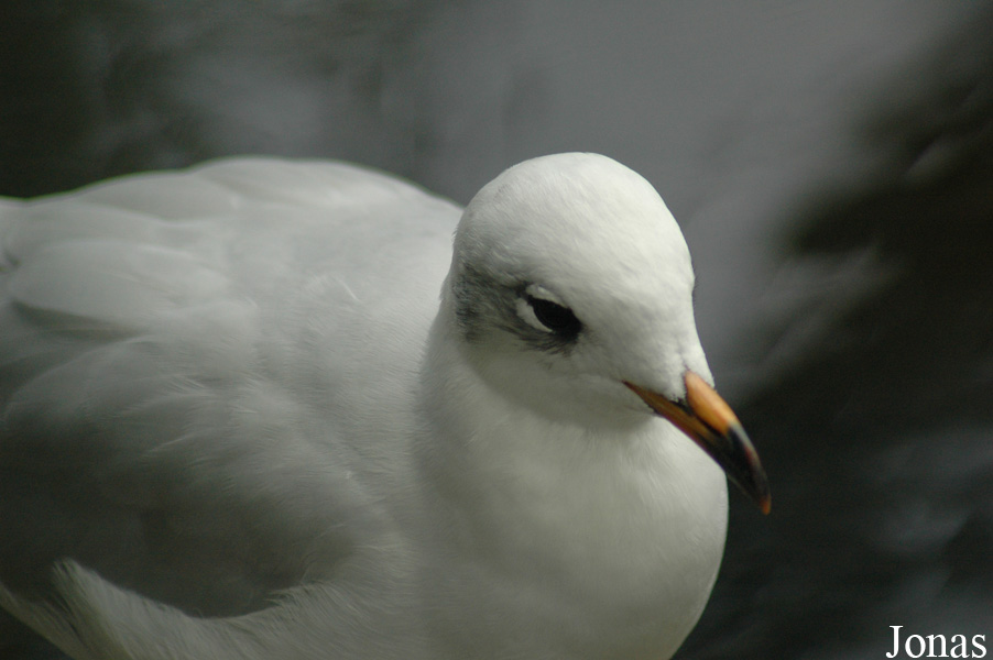 Vogelpark Walsrode
