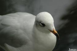 Vogelpark Walsrode