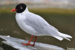 Ichthyaetus melanocephalus