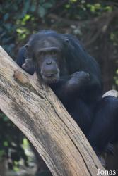 Bioparc Fuengirola