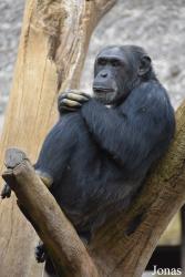 Bioparc Fuengirola