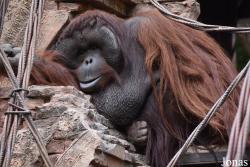 Bioparc Fuengirola