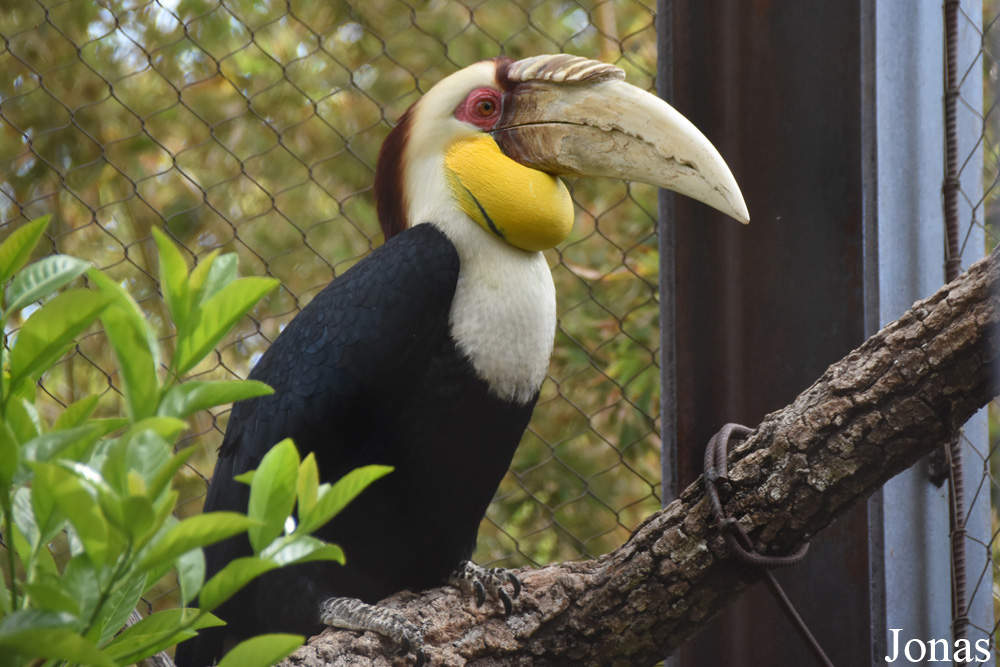 Bioparc Fuengirola