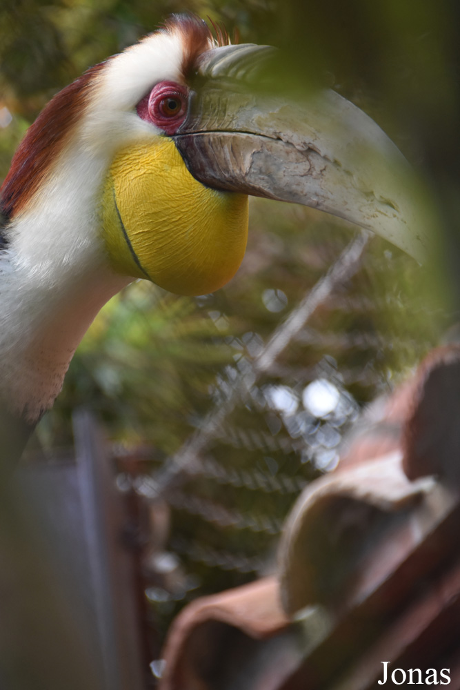 Bioparc Fuengirola