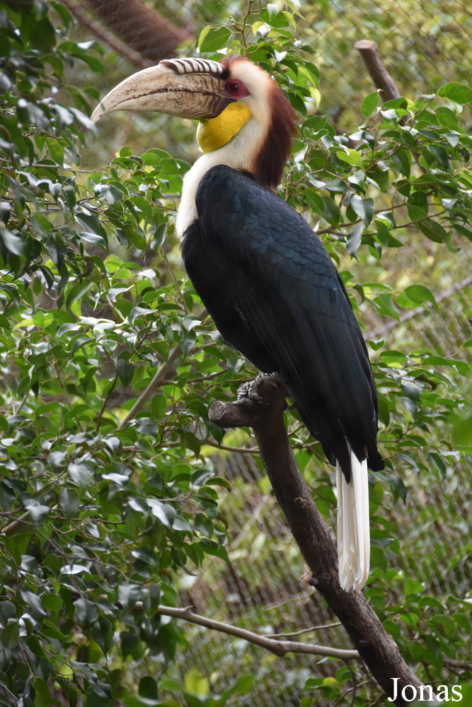 Bioparc Fuengirola