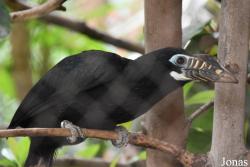 Bioparc Fuengirola
