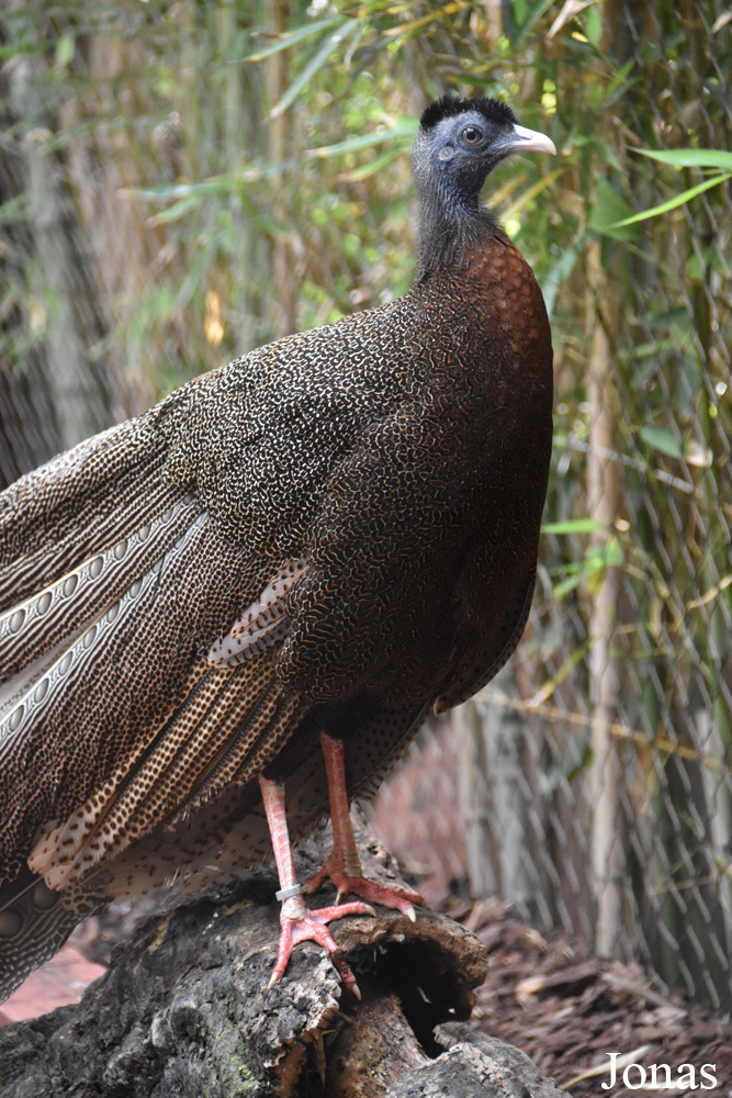Bioparc Fuengirola