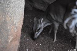 Bioparc Fuengirola
