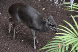 Bioparc Fuengirola