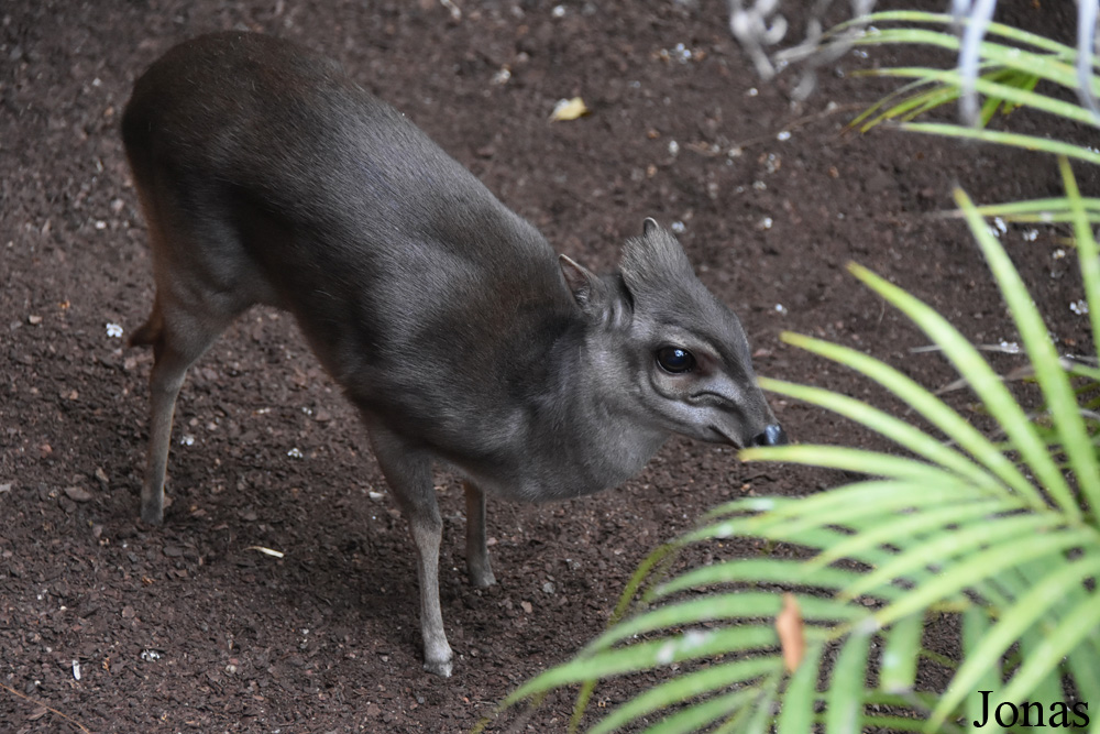 Bioparc Fuengirola