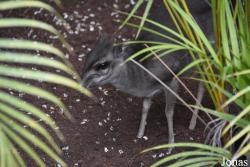 Bioparc Fuengirola