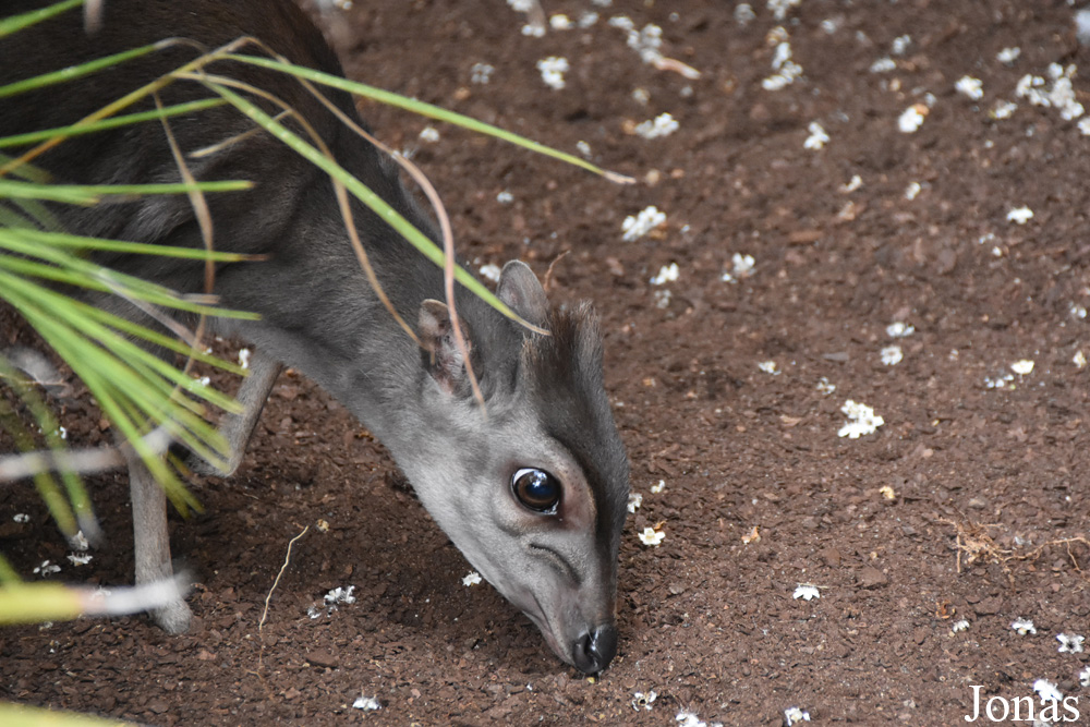 Bioparc Fuengirola