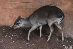Bioparc Fuengirola