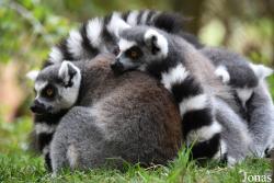 Bioparc Fuengirola
