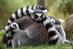 Bioparc Fuengirola