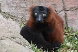 Bioparc Fuengirola