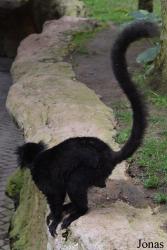 Bioparc Fuengirola