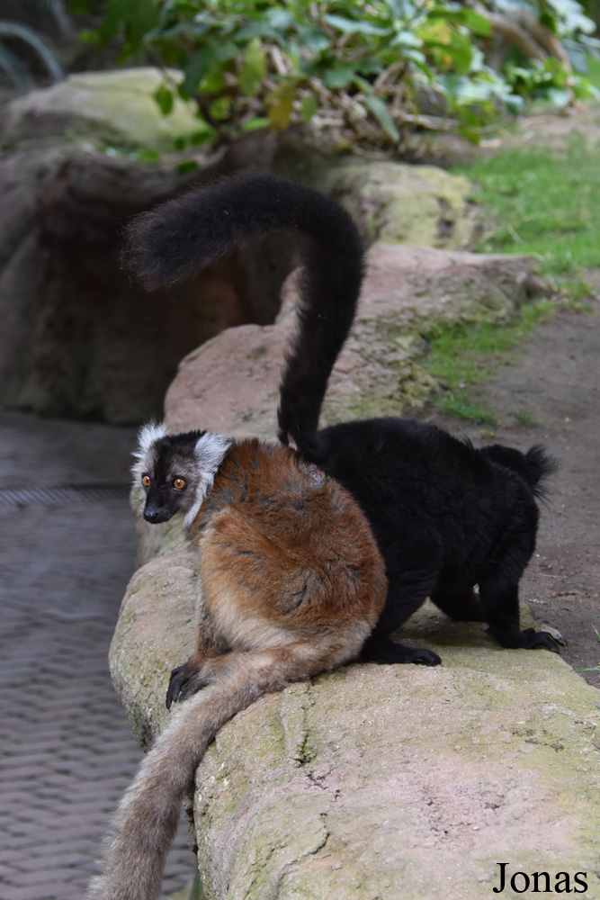 Bioparc Fuengirola