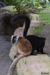 Bioparc Fuengirola