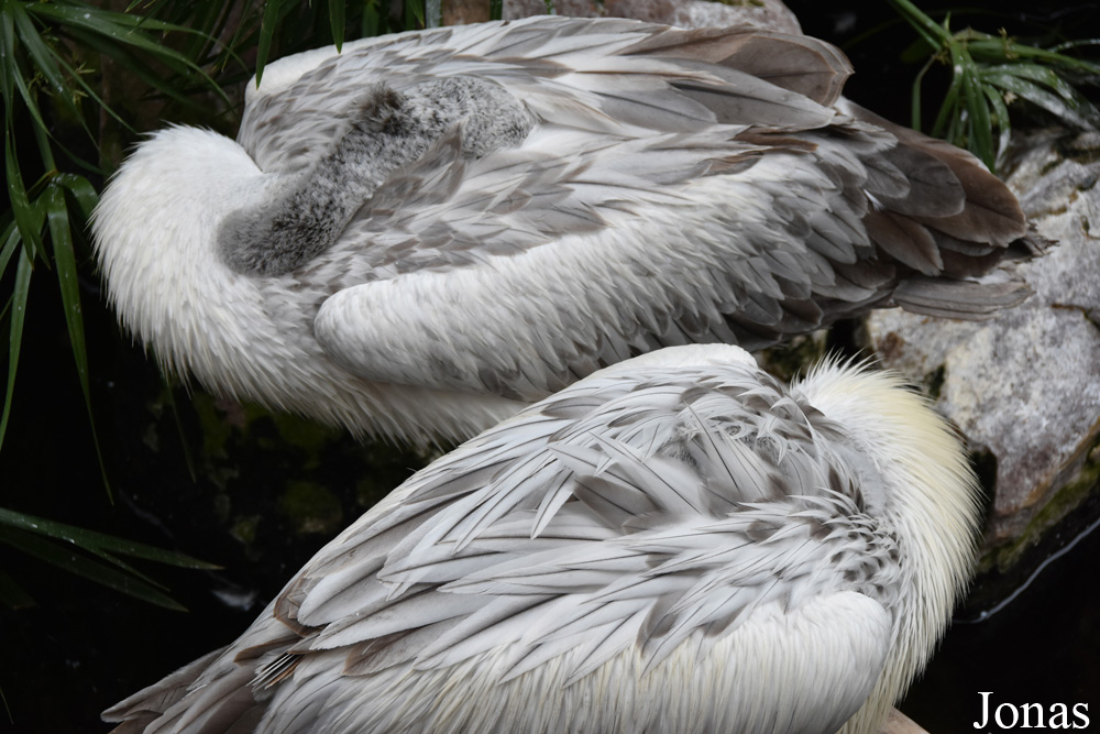 Bioparc Fuengirola