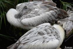 Bioparc Fuengirola
