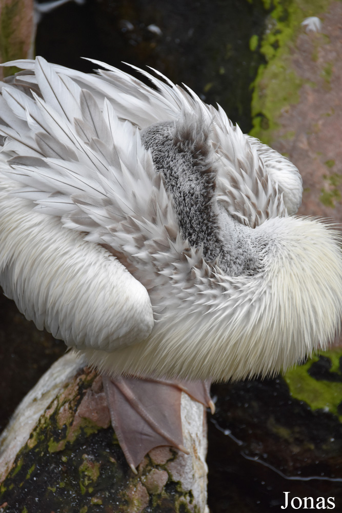 Bioparc Fuengirola