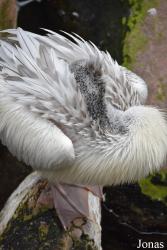 Bioparc Fuengirola