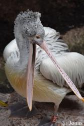 Bioparc Fuengirola
