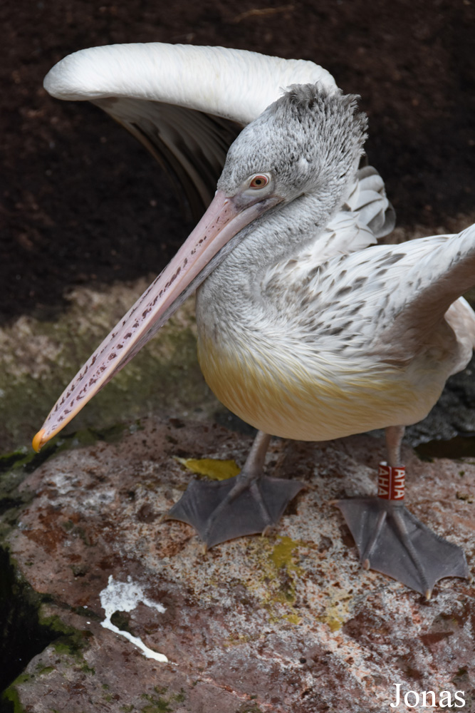 Bioparc Fuengirola