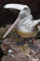 Bioparc Fuengirola