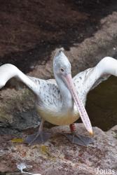 Bioparc Fuengirola