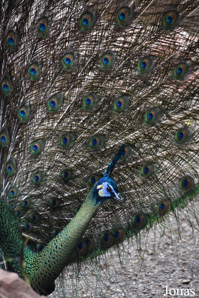 Bioparc Fuengirola