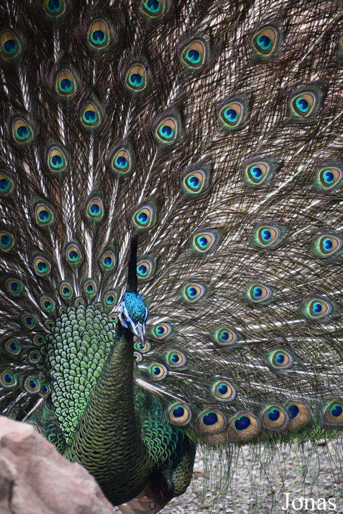 Bioparc Fuengirola