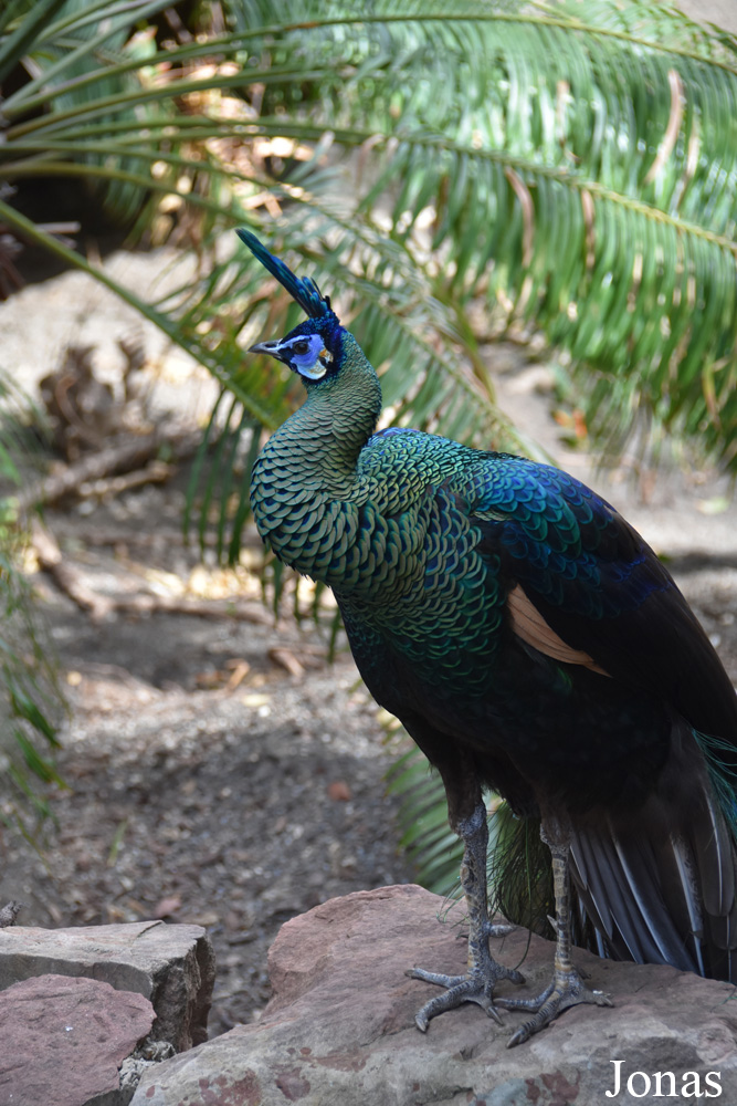 Bioparc Fuengirola