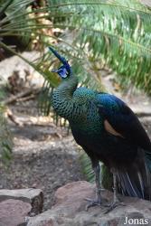 Bioparc Fuengirola