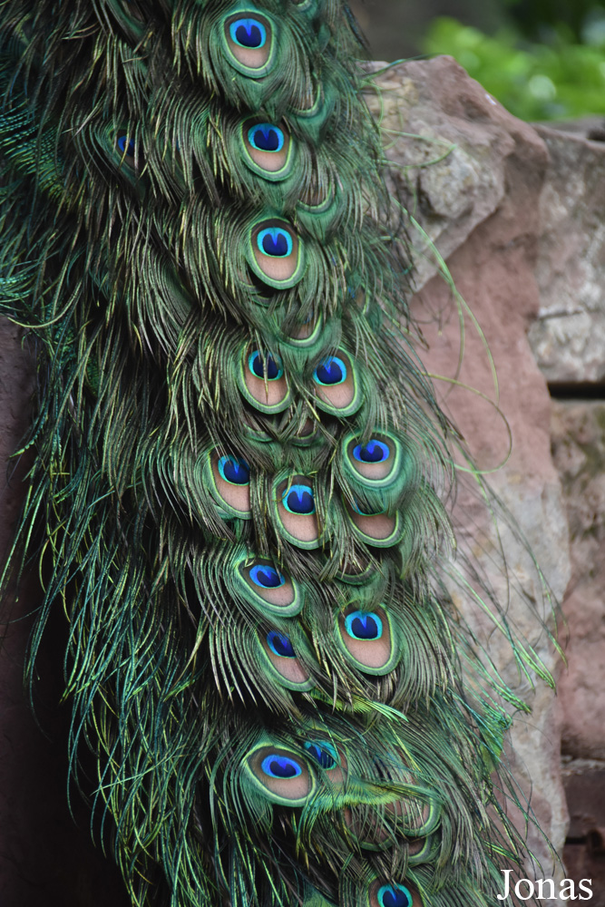 Bioparc Fuengirola