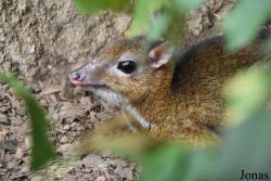 Tragulus javanicus