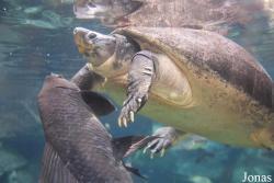 Bioparc Fuengirola