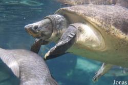 Bioparc Fuengirola