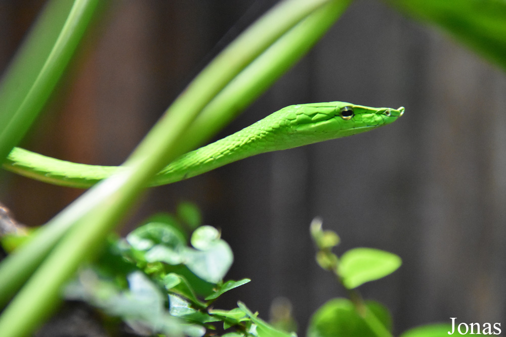 Bioparc Fuengirola